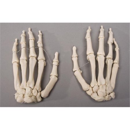 SKELETONS AND MORE Skeletons and More SM376DL Left Skeleton Hand SM376DL